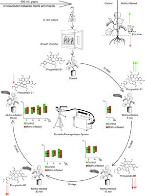 Time is of the essence: unveiling the rapid response of Populus to insect feeding